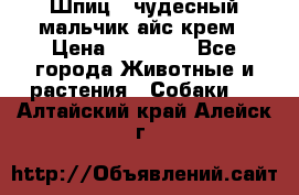 Шпиц - чудесный мальчик айс-крем › Цена ­ 20 000 - Все города Животные и растения » Собаки   . Алтайский край,Алейск г.